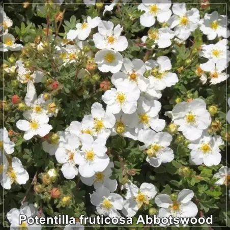 Potentilla fruticosa Abbotswood