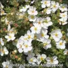 Potentilla fruticosa Abbotswood