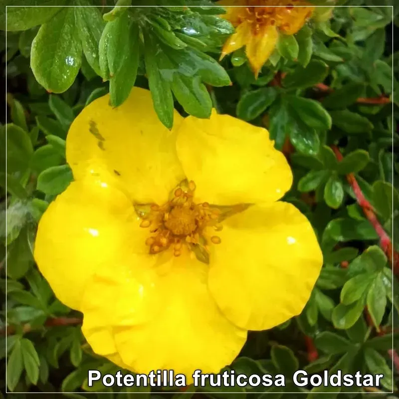 Potentilla fruticosa Goldstar