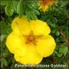 Potentilla fruticosa Goldstar