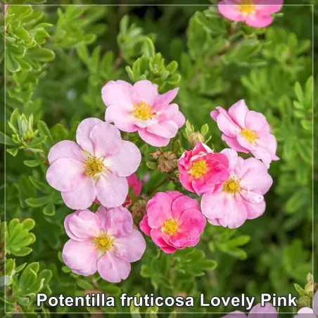 Potentilla Lovely Pink