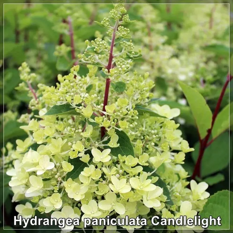 Hortenzie (Hydrangea paniculata Candlelight)