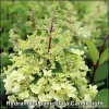 Hortenzie (Hydrangea paniculata Candlelight)