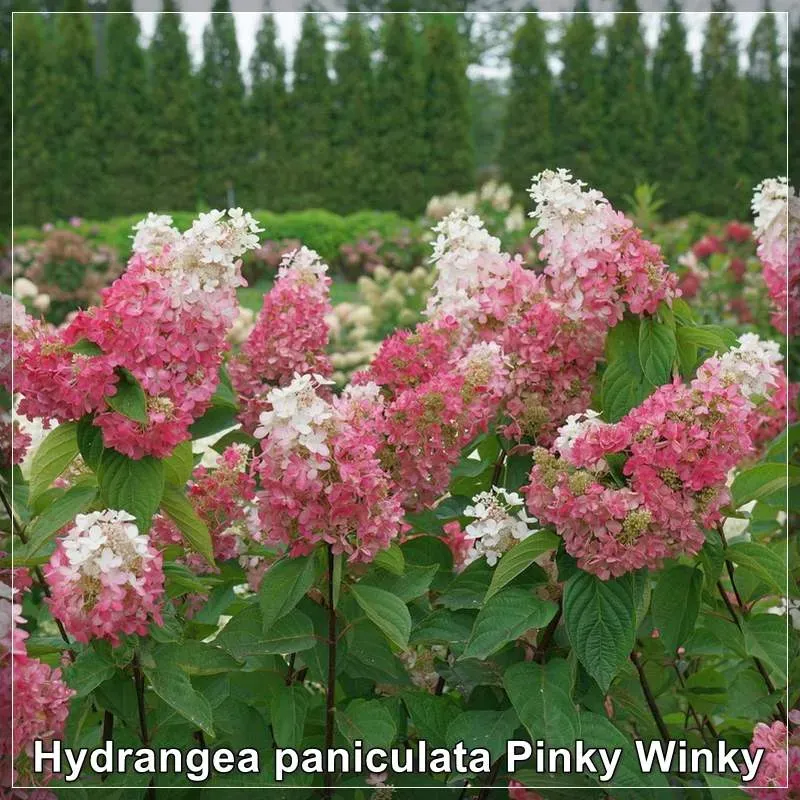 Hydrangea paniculata Pinky Winky