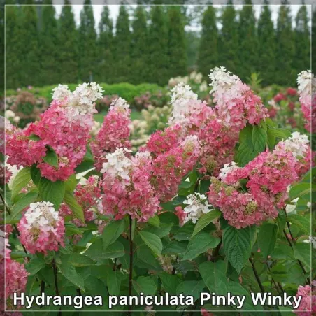 Hydrangea paniculata Pinky Winky