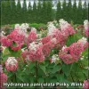 Hydrangea paniculata Pinky Winky