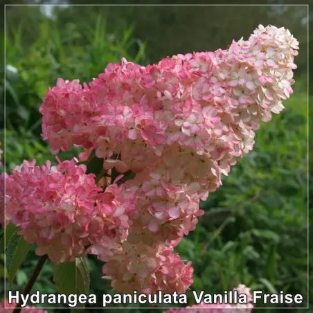 Hydrangea Vanilla Fraise