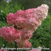 Hydrangea Vanilla Fraise