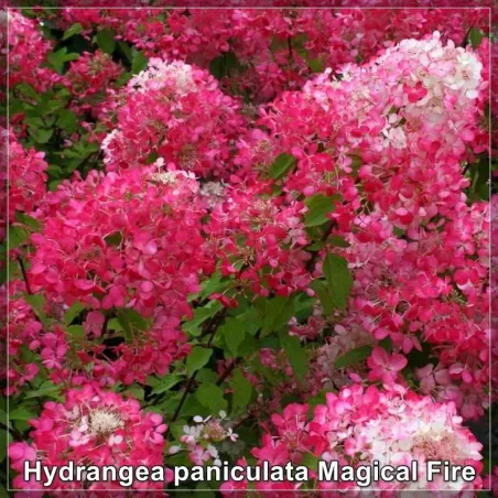 Hydrangea Magical Fire