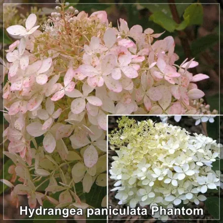Hydrangea Phantom
