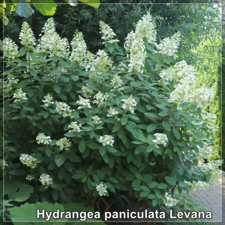 Hydrangea paniculata Levana