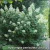 Hydrangea paniculata Levana