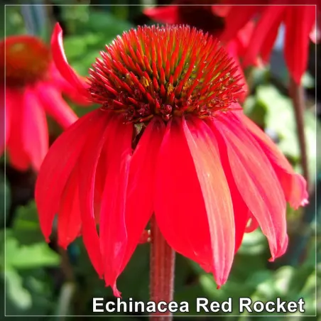 Echinacea Red Rocket
