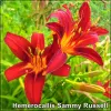 Crin de zi - Hemerocallis Sammy Russell