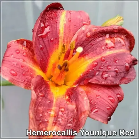 Hemerocallis Younique Red
