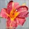 Crin de zi - Hemerocallis Younique Red