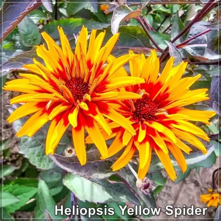 Heliopsis Yellow Spider