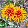 Floarea soarelui americana (Heliopsis Yellow Spider)