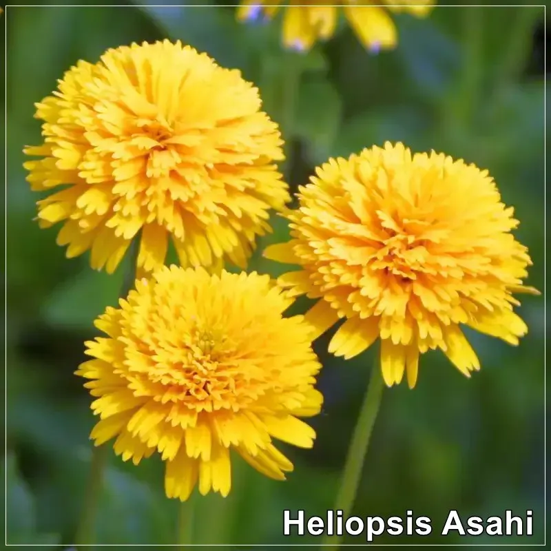 Heliopsis Asahi