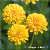 Heliopsis Asahi