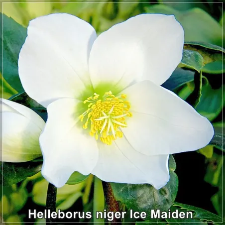 Helleborus niger Ice Maiden