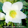 Helleborus niger Ice Maiden