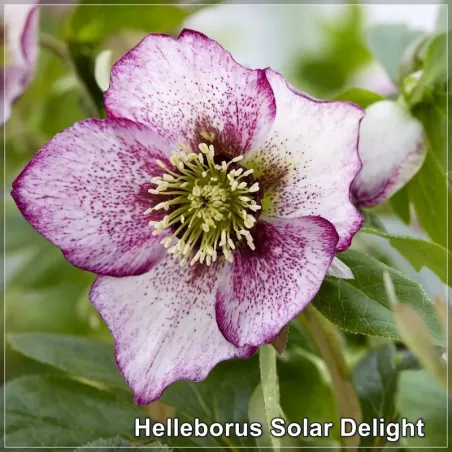 Helleborus Solar Delight