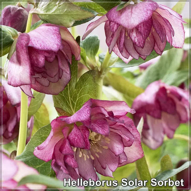 Helleborus Solar Sorbet