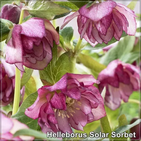 Helleborus Solar Sorbet