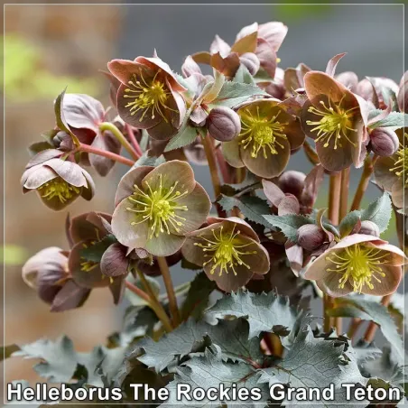 Helleborus The Rockies Grand Teton