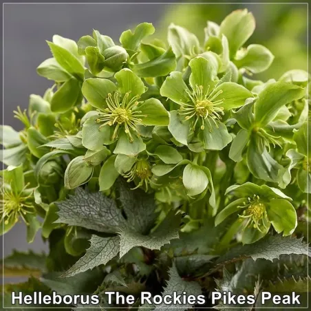 Helleborus The Rockies Pikes Peak