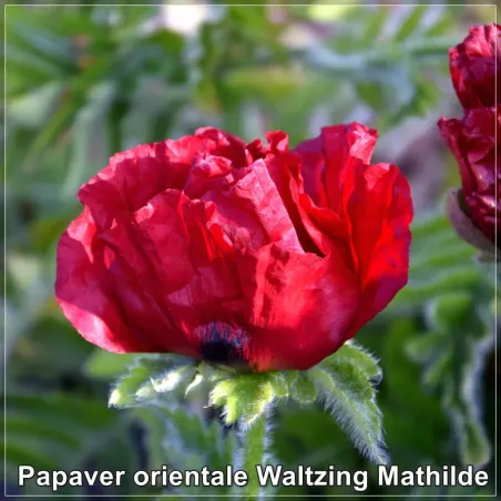 Papaver orientale Waltzing Mathilde