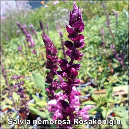 Salvia Rosakonigin