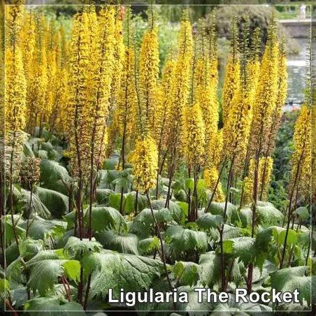 Ligularia The Rocket