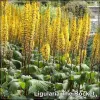 Ligularia The Rocket