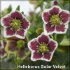 Helleborus Solar Velvet