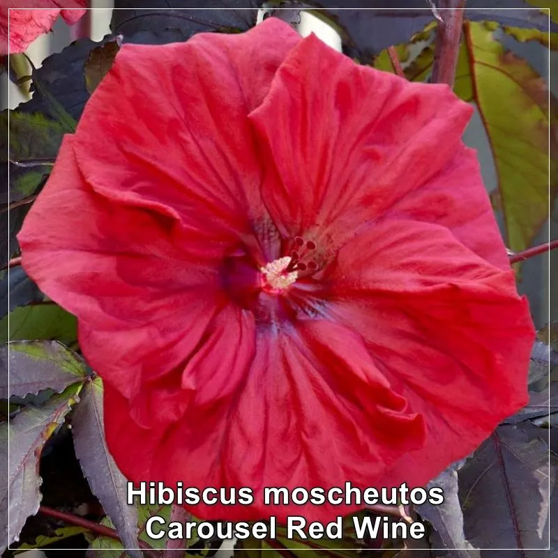 Hibiscus Carousel Red Wine