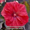 Hibiscus Carousel Red Wine