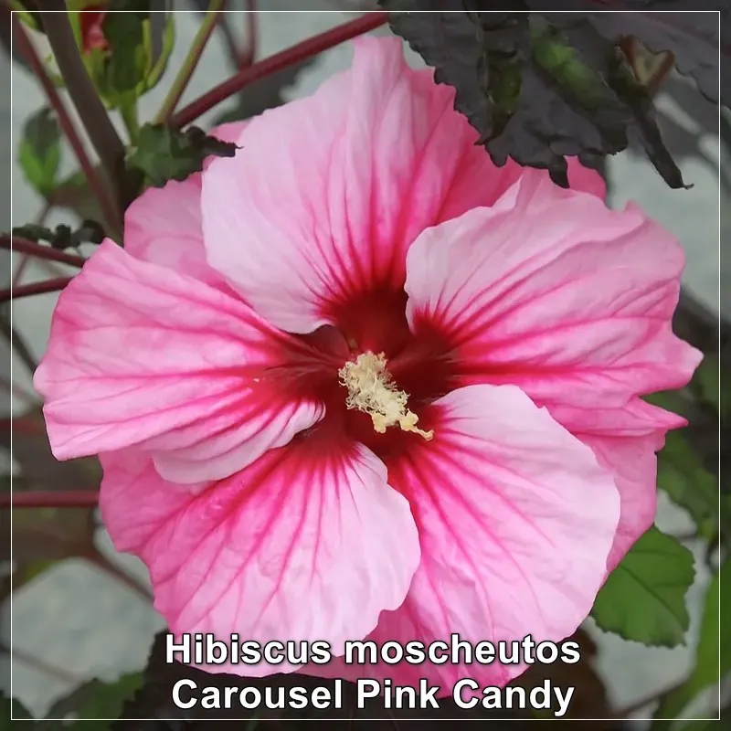 Hibiscus Carousel Pink Candy
