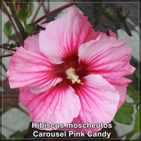 Hibiscus Carousel Pink Candy