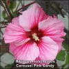 Hibiscus Carousel Pink Candy