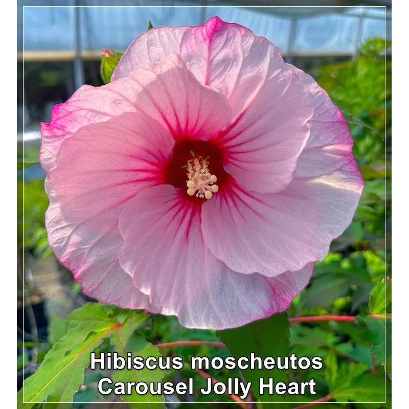 Hibiscus Carousel Jolly Heart