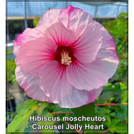 Hibiscus Carousel Jolly Heart