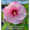 Hibiscus Carousel Jolly Heart