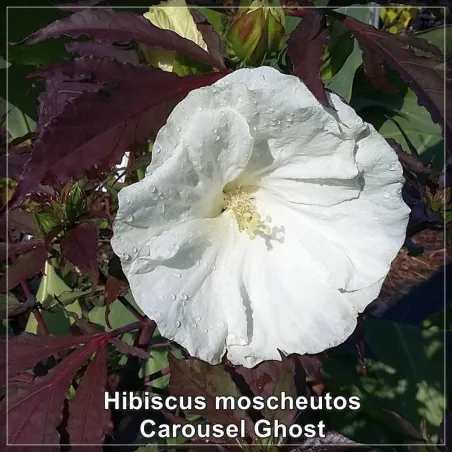 Hibiscus Carousel Ghost