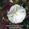 Hibiscus Carousel Ghost