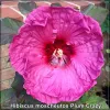 Hibiscus Plum Crazy