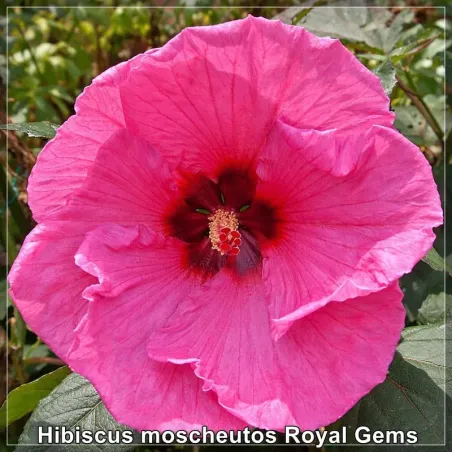 Hibiscus Royal Gem