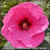 Hibiscus Royal Gem