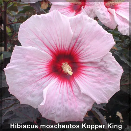 Hibiscus Kopper King